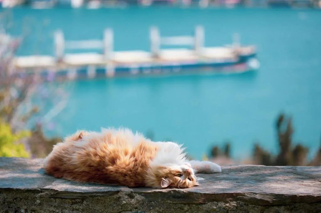 Seekor kucing berehat dengan perairan dan feri sebagai latar di İstanbul.