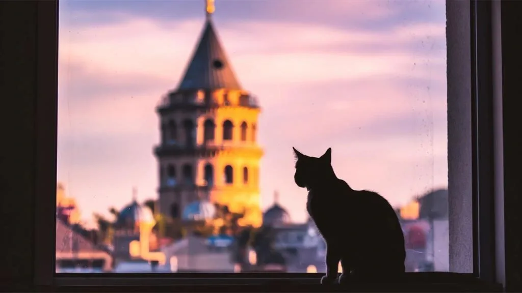 Seekor kucing dengan Menara Galata sebagai latar.