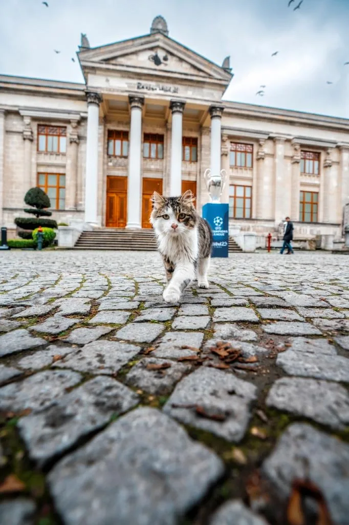 Seekor kucing di hadapan Muzium Arkeologi İstanbul.