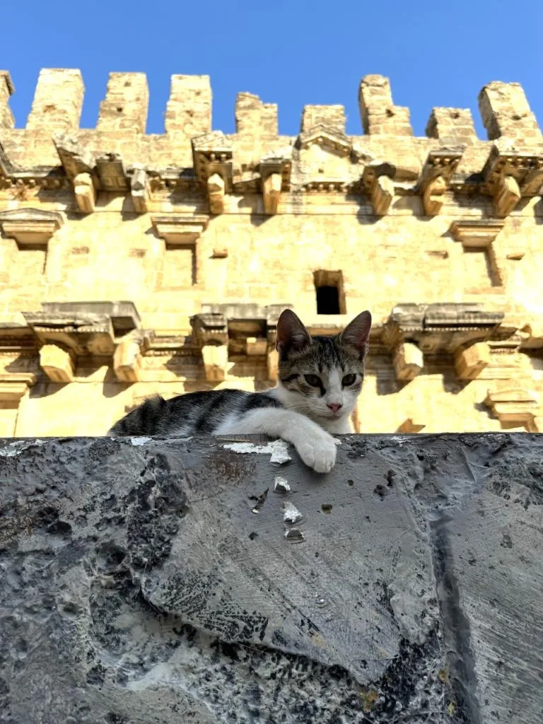Seekor kucing di Kota Purba dan Teater Aspendos, Antalya, T&uuml;rkiye. Lokasi ini berada di luar İstanbul.