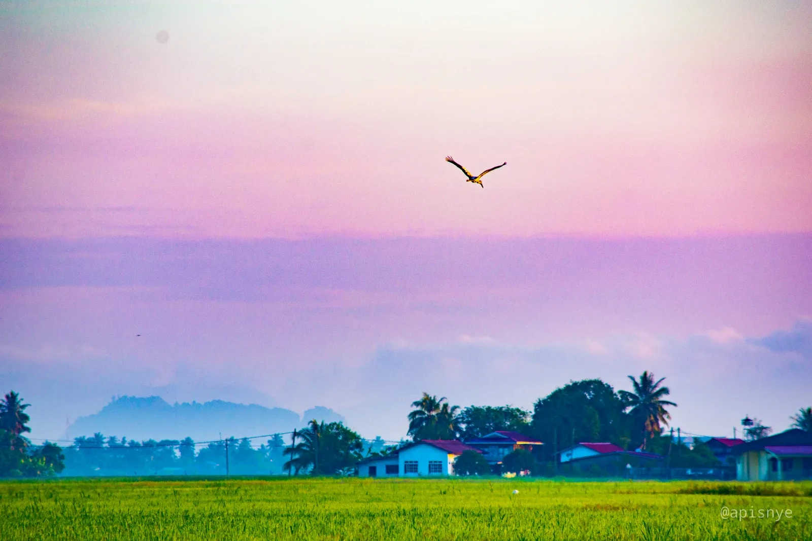 Sawah padi di Kuala Kedah dalam foto arkib 27 Disember 2019. Foto Apisnye/Wikimedia Commons
