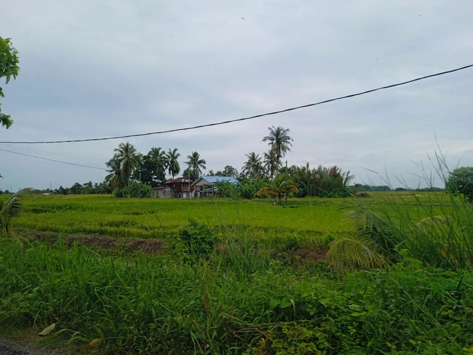 Sawah padi di Kampung Lang Merah, Pendang, Kedah dalam foto arkib 17 September 2024. Foto Wiki Farazi/Wikimedia Commons